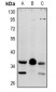 Anti-MRGX4 Antibody